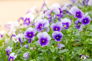 field of white and purple Pansy Flowers