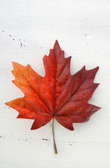Happy Canada Day red silk maple leaf