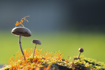 Ant on mushroom
