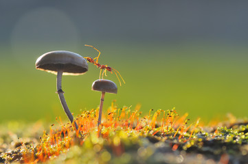 Ant on mushroom