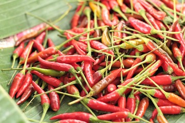Fresh chili in the market