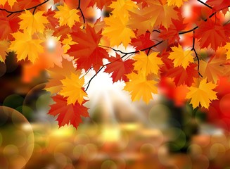 Autumn leaves background. Vector