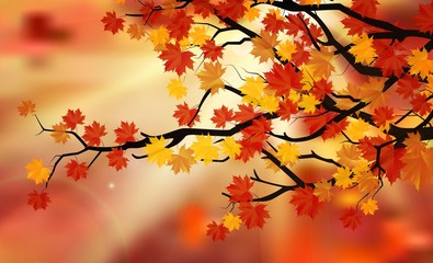 Bright colorful leaves on the branches in the autumn forest