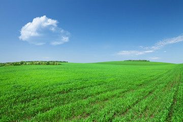 Fototapeta premium Green grass field and blue sky with clouds