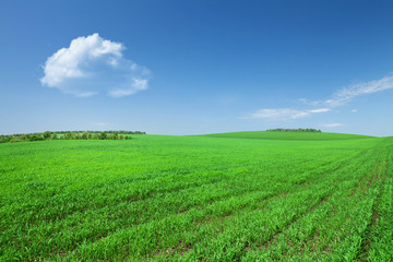 Fototapeta na wymiar Green grass field and blue sky with clouds
