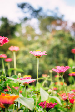Close up Zania flower on green background
