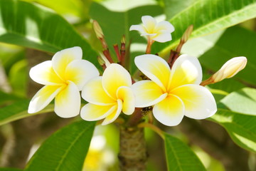 Frangipani (Plumeria)