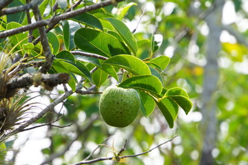 Wasserapfel (Annona glabra)