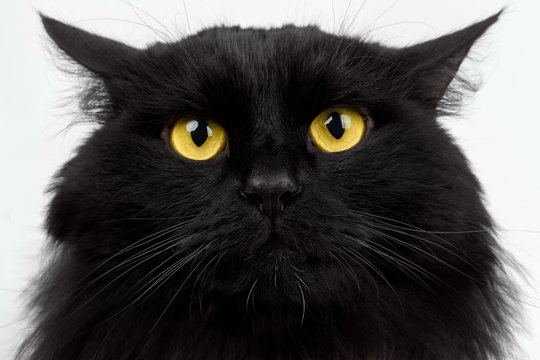 Close-up Black Cat with Yellow Eyes