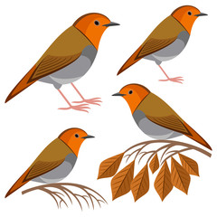  Robin