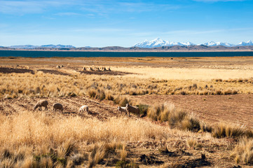 Lake Titicaca from the bolivian side
