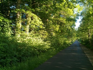 Fototapeta premium Saftiges Grün am Abend
