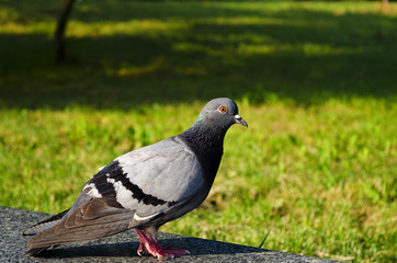 Grey dove in the park on green background. Feral Pigeon