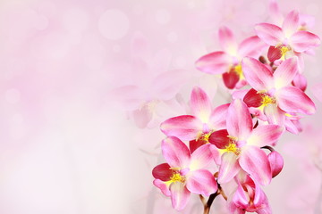 Naklejka na ściany i meble pink orchid flowers background.