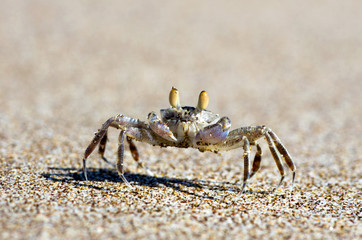 crab