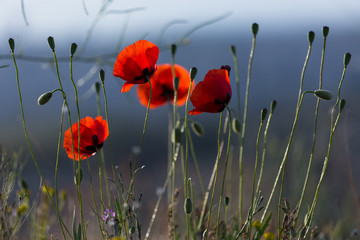 Obraz premium Poppy flower at Cappadocia, Turkey