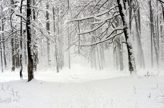  winter forest © Pakhnyushchyy