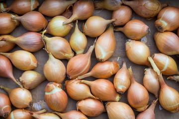 Fresh golden organic onions, clean eating concept