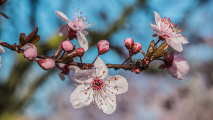 Japanese plum flowers