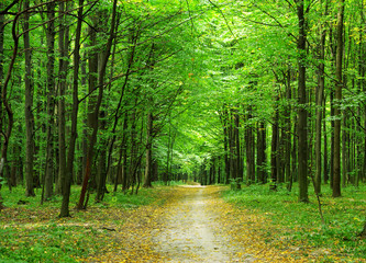 Fototapeta premium forest