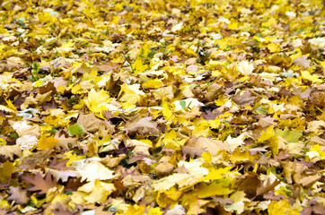  autumn leaves
