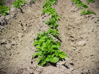 Agricultural field on which has appeared young sprouts of a potato