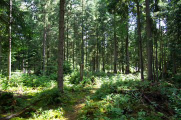 green forest background in a sunny day