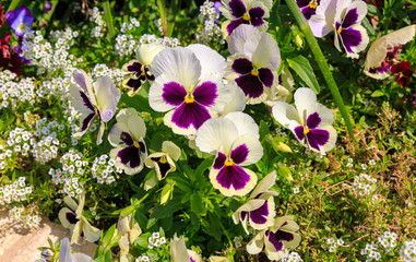 Pansies