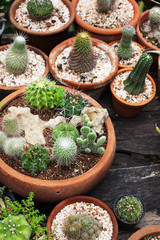 small cactus plant in earthenware