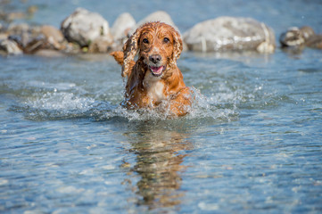 Dog Puppy cocker spaniel playing in the water
