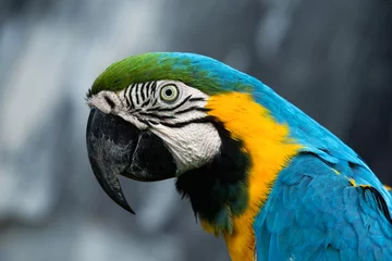 Wandcirkels aluminium parrot bird © Pakhnyushchyy