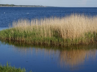 Baltic sea with view at Hel cape and water plants