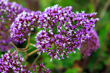 Strange pink and white flowers