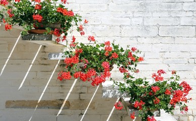 Pots of Red Geraniums in the staircase of the italian House