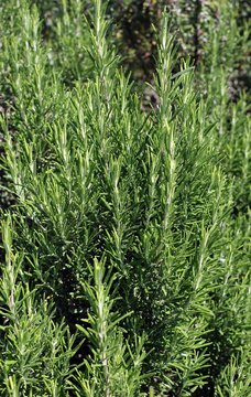 green background aromatic rosemary leaves