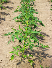 Young green plant tomato growing