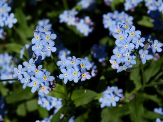 blue flowers of forget-me-not plant