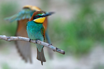 European bee-eater