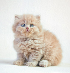 Obraz premium portrait of british long hair kitten