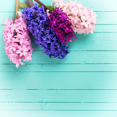 Background with fresh flowers hyacynths