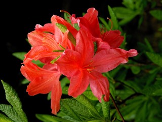 red flowers of rhododendron plant in summer