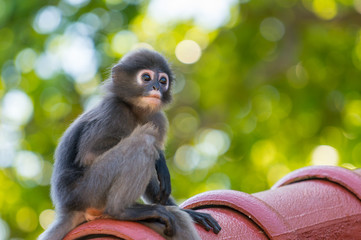 Fototapeta premium Baby Dusky leaf monkey
