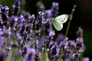bullterfly  schmetterling