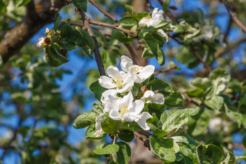 The apple tree (Malus domestica) is a deciduous tree in the rose family best known for its sweet, pomaceous fruit. Blossom. Household plot. Dacha.