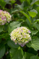 満開になる直前の紫陽花（あじさい）