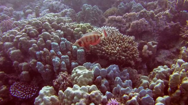  lunar-tailed bigeye (Priacanthus hamrur) Red sea 
