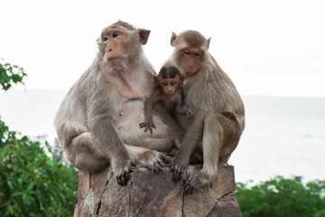 monkey family
