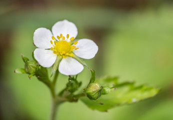 Strawberry flower