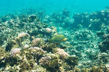 Obraz na płótnie Canvas Coral reef and fish