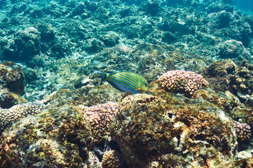 Coral reef and fish